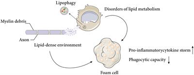 The role of foam cells in spinal cord injury: challenges and opportunities for intervention